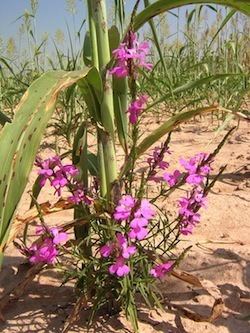 Striga Starving Striga of essential micronutrients