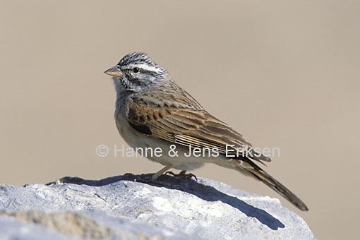 Striolated bunting Striolated Bunting