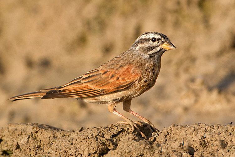 Striolated bunting Striolated Bunting by JamieMacArthur on DeviantArt