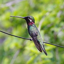 Stripe-breasted starthroat httpsuploadwikimediaorgwikipediacommonsthu