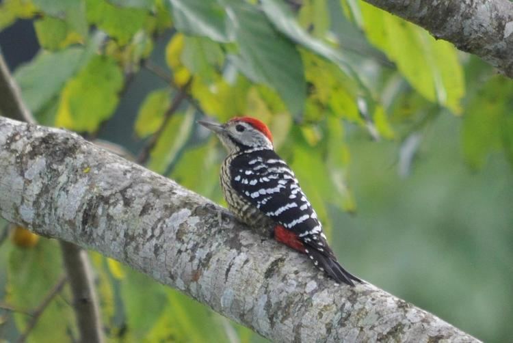 Stripe-breasted woodpecker Stripebreasted Woodpecker Dendrocopos atratus An adult male