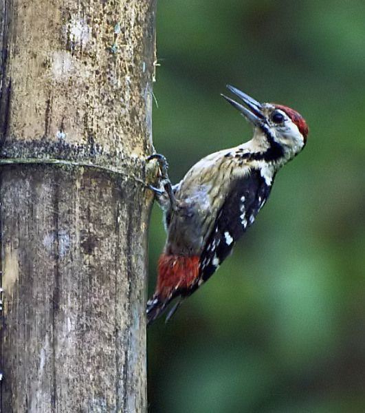 Stripe-breasted woodpecker Oriental Bird Club Image Database Stripebreasted Woodpecker