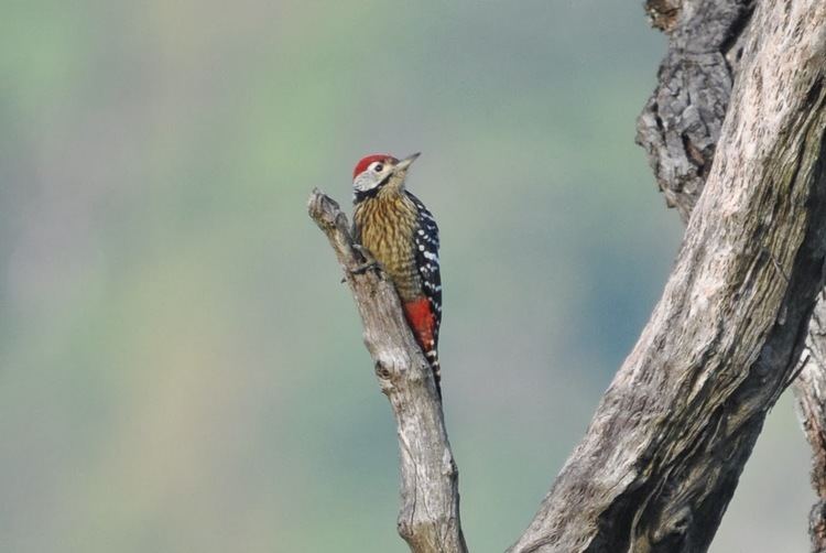 Stripe-breasted woodpecker Woodpeckers of the World Picid in Focus Stripebreasted Woodpecker