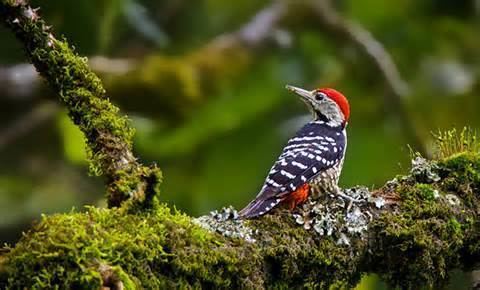 Stripe-breasted woodpecker More on Dendrocopos atratus Stripebreasted Woodpecker