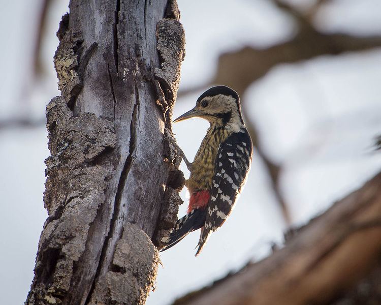 Stripe-breasted woodpecker Stripebreasted woodpecker Wikipedia