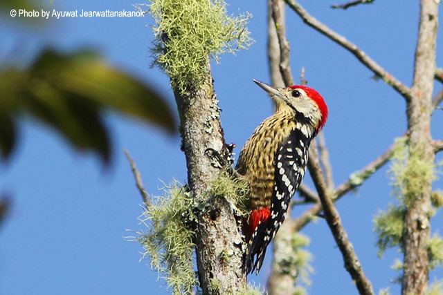 Stripe-breasted woodpecker orientalbirdimagesorgimagesdataimg2333jpg