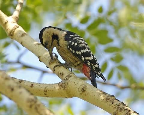 Stripe-breasted woodpecker More on Dendrocopos atratus Stripebreasted Woodpecker