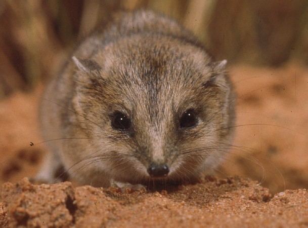 Stripe-faced dunnart Stripefaced dunnart Sminthopsis macroura Department of