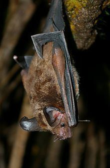 Stripe-headed round-eared bat httpsuploadwikimediaorgwikipediacommonsthu