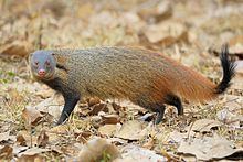 Stripe-necked mongoose httpsuploadwikimediaorgwikipediacommonsthu