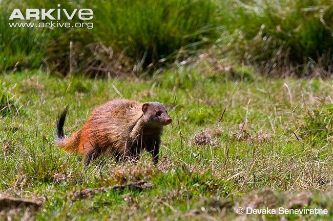 Stripe-necked mongoose Stripenecked mongoose photo Herpestes vitticollis G134745 ARKive