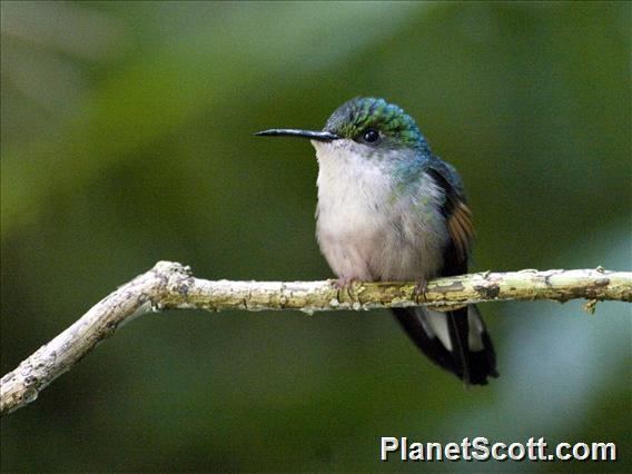 Stripe-tailed hummingbird Stripetailed Hummingbird Eupherusa eximia PlanetScottcom