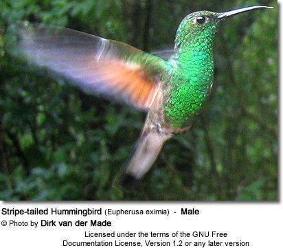 Stripe-tailed hummingbird Stripetailed Hummingbird Eupherusa eximia