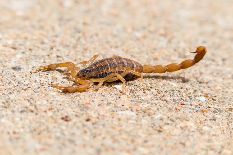 Striped bark scorpion Striped Bark Scorpion Centruroides vittatus