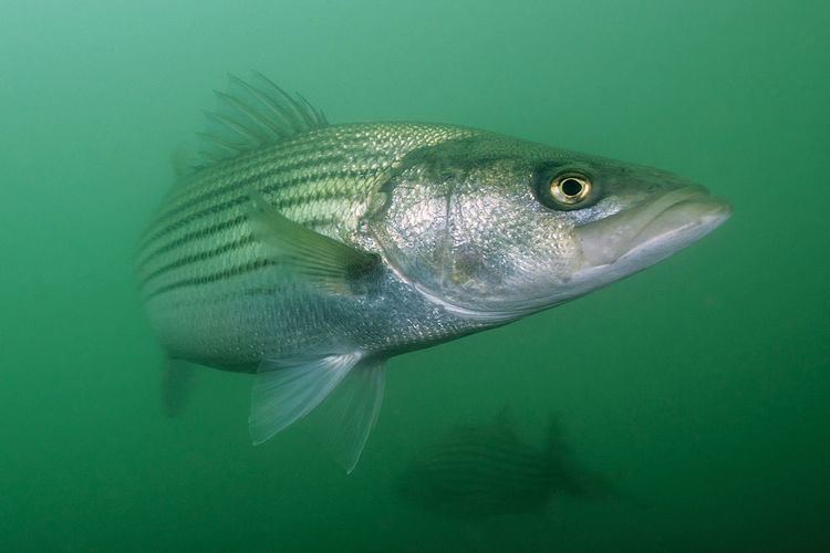 Striped bass - Wikipedia