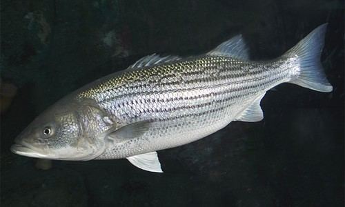 Striped bass Striped Bass Chesapeake Bay Program