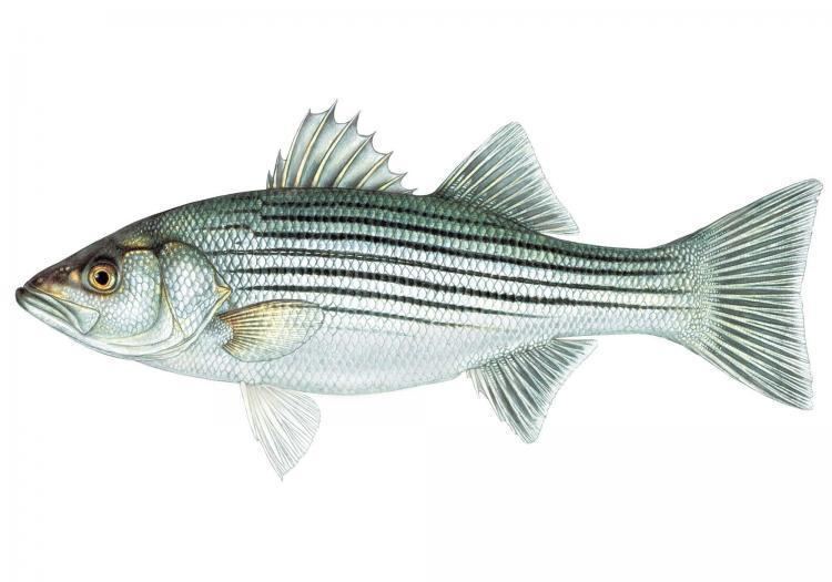 Striped bass Striped Bass MDC Discover Nature