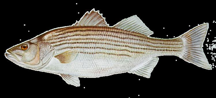 Striped bass httpswwwwildlifecagovPortals0ImagesFishi