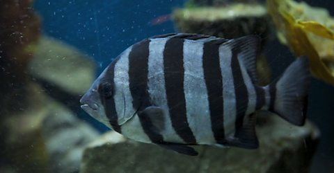 Striped beakfish BBC iWonder Is life on an ark really possible