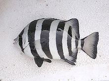 Striped beakfish httpsuploadwikimediaorgwikipediacommonsthu