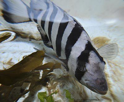 Striped beakfish Extremely Rare Japanese 39Tsunami Fish39 Goes On Display on North
