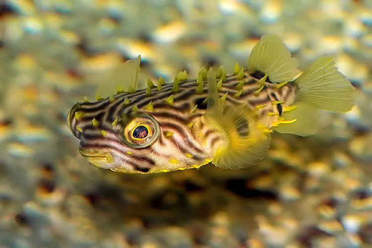 Striped burrfish oscarcoyote Striped Burrfish research project