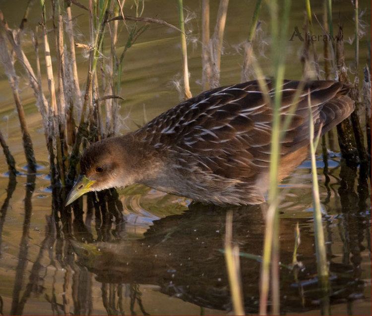 Striped crake Striped Crake 1st for Kuwait and third for WP Bird Sightings from