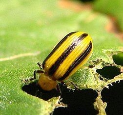 Striped cucumber beetle Organic Control Measures for Striped Cucumber Beetles High Mowing