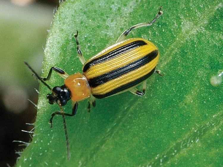 Striped cucumber beetle Growing Ideas with Johnny39s Selected Seeds Pest of the week