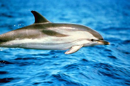 Striped dolphin Sea Watch Foundation Striped Dolphin