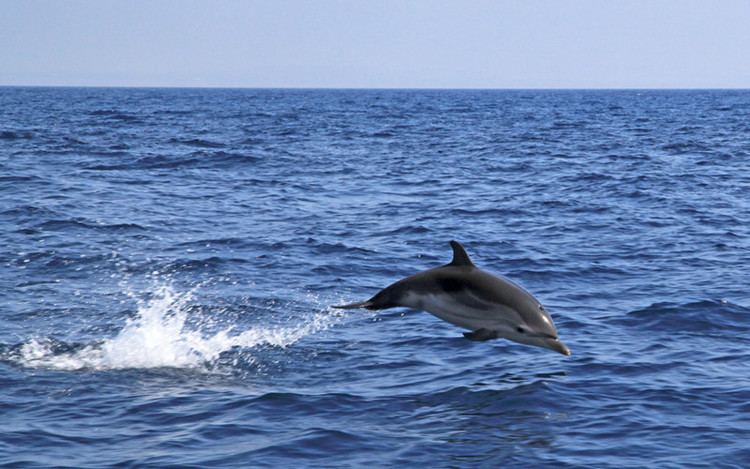 Striped dolphin Striped Dolphin Dolphin Facts and Information