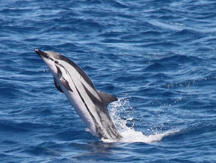 Striped dolphin - Alchetron, The Free Social Encyclopedia