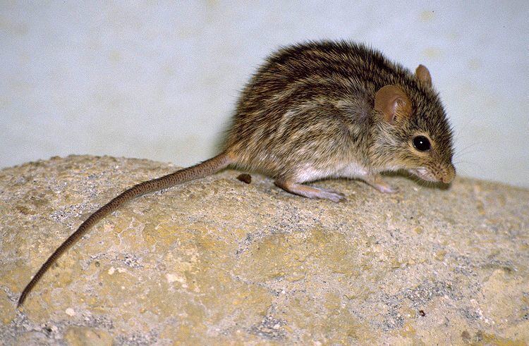 Striped grass mouse Lemniscomys barbarus Barbary striped grass mouse
