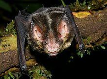 Striped hairy-nosed bat httpsuploadwikimediaorgwikipediacommonsthu