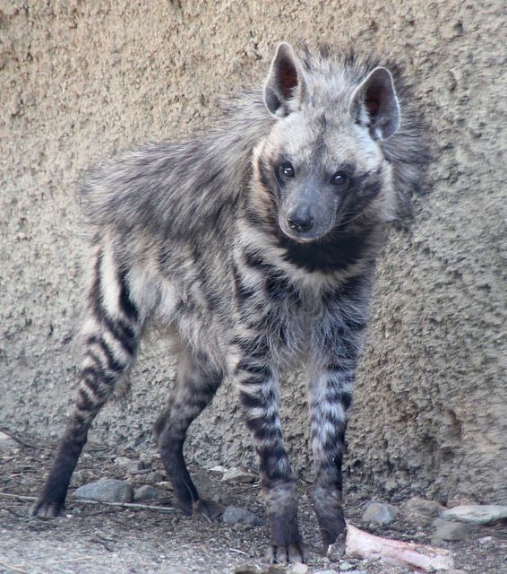 Striped hyena 1000 ideas about Striped Hyena on Pinterest Hyena Unique animals