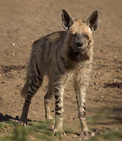 Striped hyena Striped hyena Wikipedia