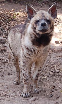 Striped hyena httpsuploadwikimediaorgwikipediacommonsthu