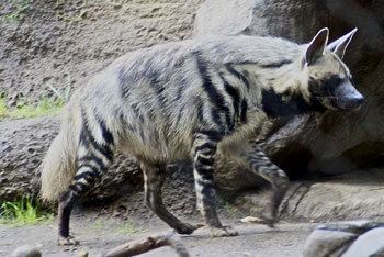 Striped hyena Striped Hyena The Animal Files