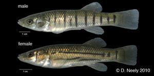 Striped killifish Fishes of Georgia Fish Species Description