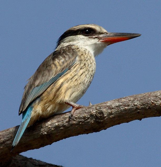 Striped kingfisher The Gambia 07