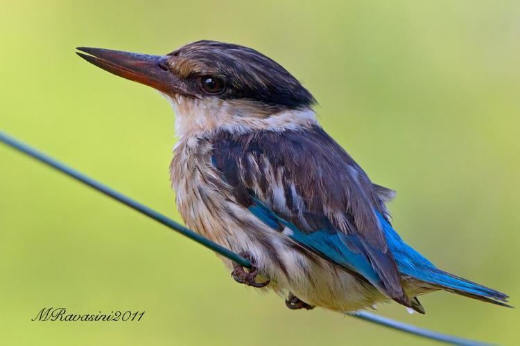Striped kingfisher Striped Kingfisher Halcyon chelicuti videos photos and sound
