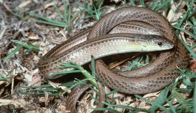 Striped legless lizard Striped Legless Lizard Biodiversity of the Western Volcanic Plains