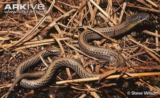 Striped legless lizard Striped legless lizard videos photos and facts Delma impar ARKive