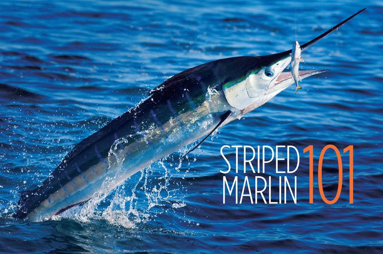 Striped marlin Striped Marlin Facts Marlin Magazine