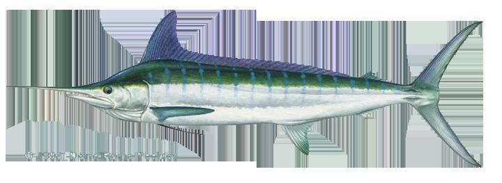 Striped marlin httpswwwigfaorgImagesSpeciesIDImagesmarli