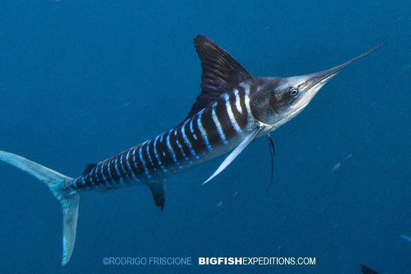 Striped marlin Diving with Striped Marlin in Baja Mexico