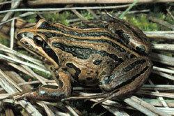 Striped marsh frog Frogs of Australia gt Limnodynastes peroni Striped Marsh Frog