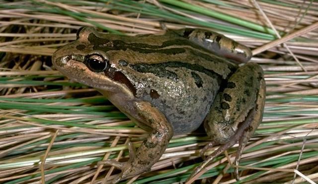 Striped marsh frog Striped Marsh Frog Biodiversity of the Western Volcanic Plains