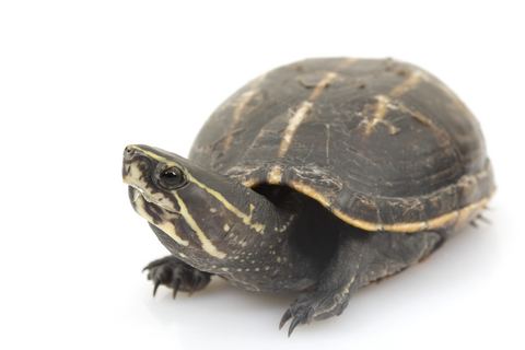 Striped mud turtle Three Striped Mud Turtle for Sale Reptiles for Sale