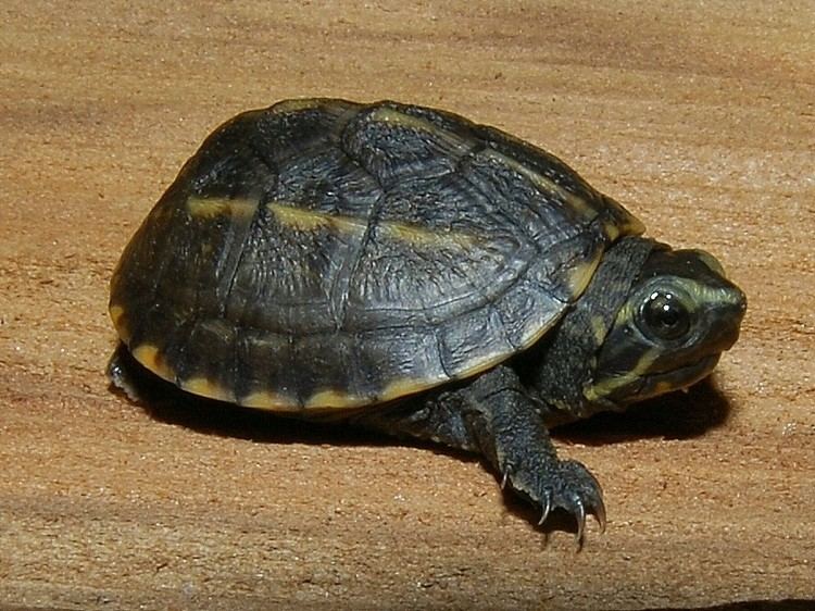 Striped mud turtle Three Striped Mud Turtle for sale from The Turtle Source
